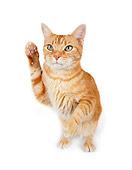 CAT 02 RK1177 01
Red Tabby Cat Sitting On White Seamless Studio