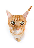 CAT 02 RK1178 01
Wide Angle Head Shot Of Red Tabby Cat On White Seamless Studio