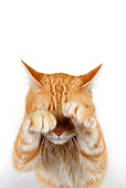CAT 02 RK1181 01
Humorous Shot Of Red Tabby Cat Standing On White Seamless