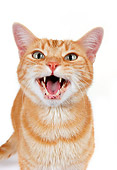 CAT 02 RK1182 01
Head Shot Of Red Tabby Cat On White Seamless Studio