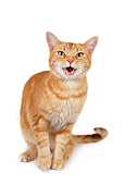 CAT 02 RK1183 01
Red Tabby Cat Sitting On White Seamless Studio