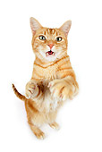 CAT 02 RK1190 01
Red Tabby Cat On White Seamless Studio