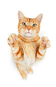 CAT 02 RK1191 01
Wide Angle Shot Of Red Tabby Cat On White Seamless Studio