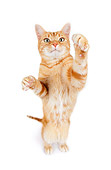 CAT 02 RK1192 01
Red Tabby Cat On White Seamless Studio