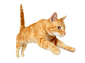 CAT 02 RK1199 01
Wide Angle Shot Of Red Tabby Cat Jumping White Seamless Studio