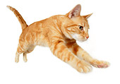 CAT 02 RK1202 01
Wide Angle Shot Of Red Tabby Cat Jumping White Seamless Studio