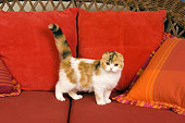 CAT 02 RK1394 01
Scottish Fold Calico Cat Female Standing On Couch By Pillows