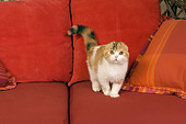 CAT 02 RK1395 01
Scottish Fold Calico Cat Female Standing On Couch By Pillows