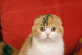 CAT 02 RK1396 01
Head On Shoulder Shot Of Scottish Fold Calico Cat Female Sitting By Orange Pillow