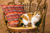 CAT 02 RK1397 01
Scottish Fold Calico Cat Female Standing On Chair By Colorful Striped Pillow