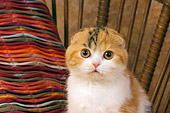 CAT 02 RK1398 01
Scottish Fold Calico Cat Female Sitting On Chair By Colorful Striped Pillow