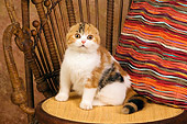 CAT 02 RK1400 01
Scottish Fold Calico Cat Female Sitting On Chair By Colorful Striped Pillow