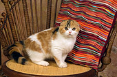 CAT 02 RK1401 01
Scottish Fold Calico Cat Female Sitting On Chair By Colorful Striped Pillow