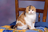 CAT 02 RK1402 01
Scottish Fold Calico Cat Female Sitting On Quilt On Chair