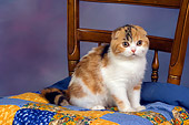 CAT 02 RK1403 01
Scottish Fold Calico Cat Female Sitting On Quilt On Chair