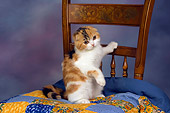 CAT 02 RK1404 01
Scottish Fold Calico Cat Female Climbing On Quilt On Chair
