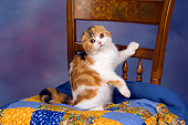 CAT 02 RK1405 01
Scottish Fold Calico Female Climbing On Quilt On Chair