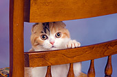 CAT 02 RK1406 01
Scottish Fold Calico Cat Female Peeking Through Chair