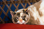 CAT 02 RK1407 01
Shoulder Shot Of Selkirk Rex Cat Tortie Point And White Female Laying On Wicker Bench