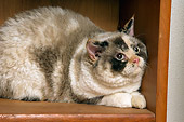 CAT 02 RK1408 01
Selkirk Rex Cat Tortie Point And White Female Laying On Wooden Shelf