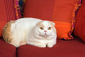 CAT 02 RK1409 01
Scottish Fold Cat Cream And White Male Laying On Red Couch By Pillows