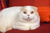 CAT 02 RK1410 01
Scottish Fold Cat Cream And White Male Laying On Couch By Pillows