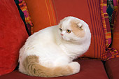 CAT 02 RK1411 01
Scottish Fold Cat Cream And White Male Sitting On Couch By Red And Orange Pillows