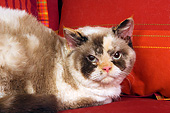 CAT 02 RK1412 01
Shoulder Shot Of Selkirk Rex Cat Tortie Point And White Female Laying On Couch