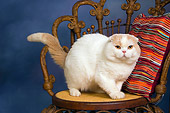 CAT 02 RK1413 01
Scottish Fold Cat Cream And White Male Standing On Chair By Striped Pillow Studio