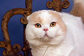 CAT 02 RK1414 01
Head Shot Of Scottish Fold Cat Cream And White Male Standing On Chair Studio