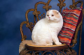 CAT 02 RK1415 01
Scottish Fold Cat Cream And White Male Sitting On Chair By Colorful Striped Pillow Studio