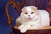 CAT 02 RK1416 01
Scottish Fold Cat Cream And White Male Laying On Chair Studio