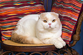 CAT 02 RK1417 01
Scottish Fold Cat Cream And White Male Laying On Chair By Colorful Striped Pillows Studio