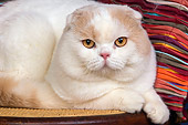 CAT 02 RK1418 01
Scottish Fold Cat Cream And White Male Close Up Laying On Chair Studio