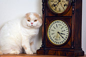 CAT 02 RK1420 01
Scottish Fold Cat Cream And White Male Sitting By Clock Studio