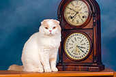 CAT 02 RK1421 01
Scottish Fold Cat Cream And White Male Sitting By Clock Studio