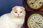 CAT 02 RK1422 01
Scottish Fold Cat Cream And White Male Sitting By Clock Studio