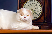 CAT 02 RK1423 01
Scottish Fold Cat Cream And White Male Laying By Clock Studio