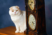 CAT 02 RK1424 01
Scottish Fold Cat Cream And White Male Sitting By Clock Studio