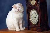 CAT 02 RK1425 01
Scottish Fold Cat Cream And White Male Sitting By Clock Studio