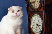CAT 02 RK1426 01
Scottish Fold Cat Cream And White Male Sitting By Clock Studio