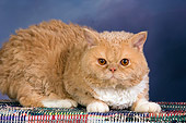CAT 02 RK1427 01
Selkirk Rex Cat Cream Tabby And White Laying On Rug Studio