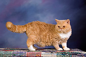 CAT 02 RK1428 01
Selkirk Rex Cat Cream Tabby And White Standing On Rug Studio