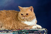 CAT 02 RK1429 01
Selkirk Rex Cat Cream Tabby And White Close Up Laying On Rug Studio