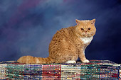 CAT 02 RK1430 01
Selkirk Rex Cat Cream Tabby And White Sitting On Rug Studio