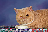 CAT 02 RK1431 01
Shoulder Shot Of Selkirk Rex Cat Cream Tabby And White Laying On Rug Studio