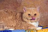 CAT 02 RK1432 01
Selkirk Rex Cat Cream Tabby And White Laying Licking Face Laying On Quilt Studio