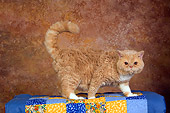 CAT 02 RK1433 01
Selkirk Rex Cat Cream Tabby And White Standing On Quilt Studio