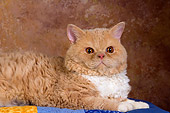 CAT 02 RK1434 01
Selkirk Rex Cat Cream Tabby And White Close Up Laying On Quilt Studio