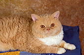 CAT 02 RK1435 01
Selkirk Rex Cat Cream Tabby And White Close Up Laying On Quilt Studio